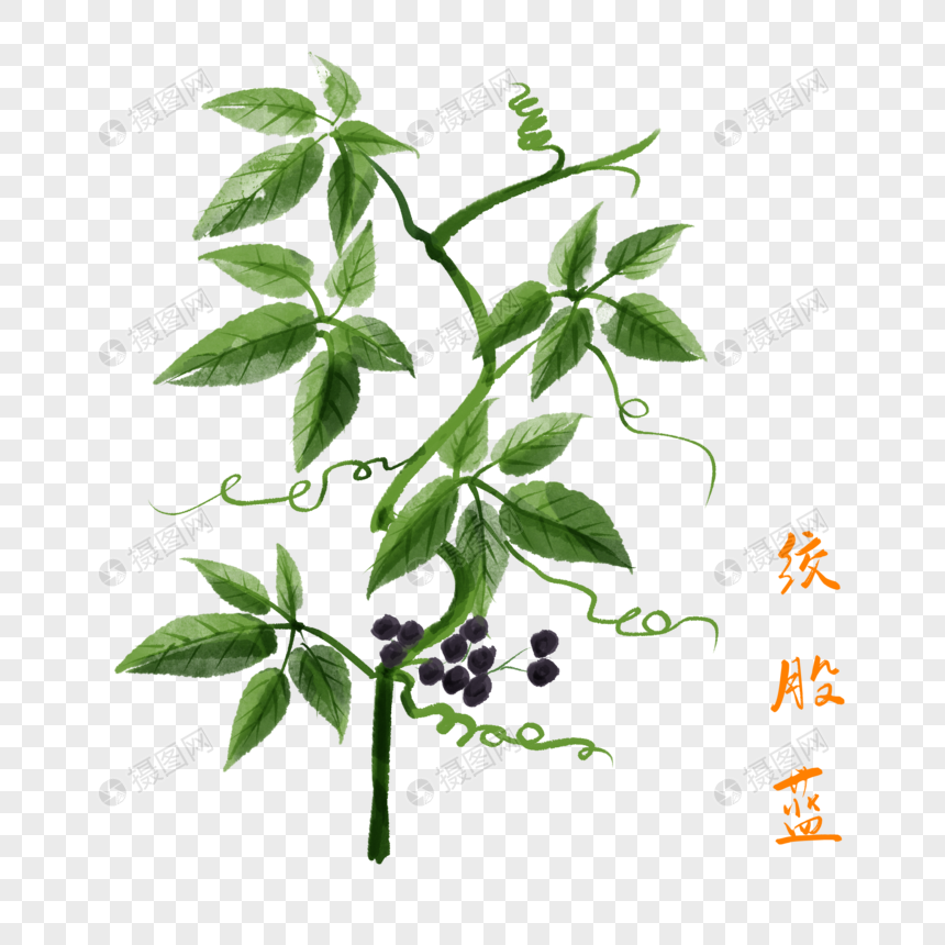 卡通绞股蓝创意插图