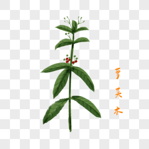 卡通药材萝芙木插图图片