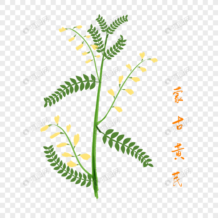 卡通药材蒙古黄芪插图