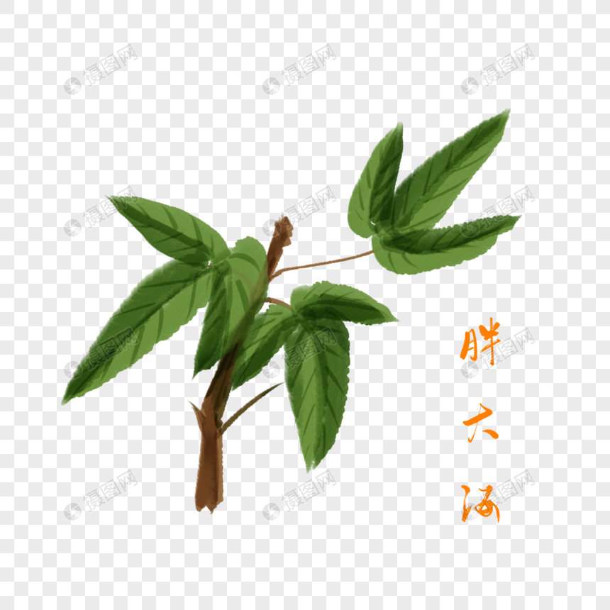 创意药材胖大海插图图片