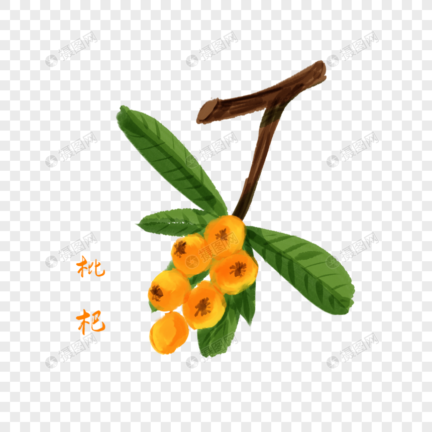 卡通药材枇杷插图