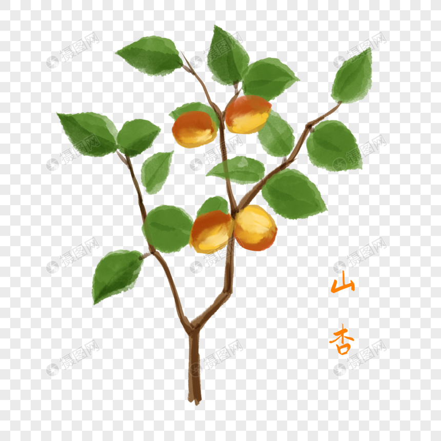 免抠元素 手绘/卡通元素 卡通植物山杏插图.psd 860_860