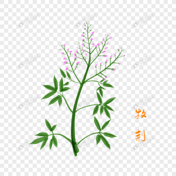 卡通药材牧荆插图图片