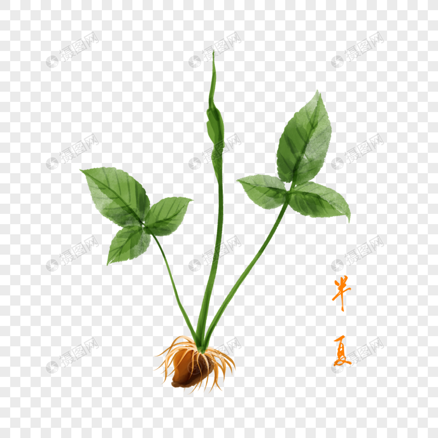 免抠元素 手绘/卡通元素 卡通药材半夏插图.