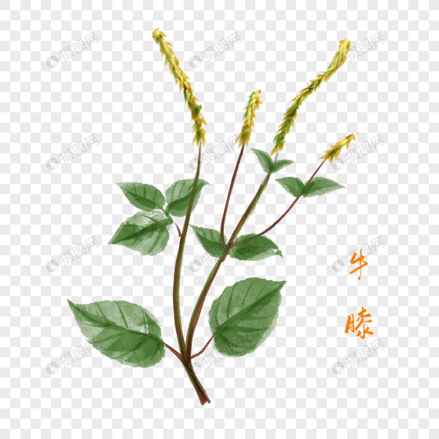 卡通药材牛膝插图