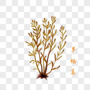 卡通药材羊栖菜插图图片