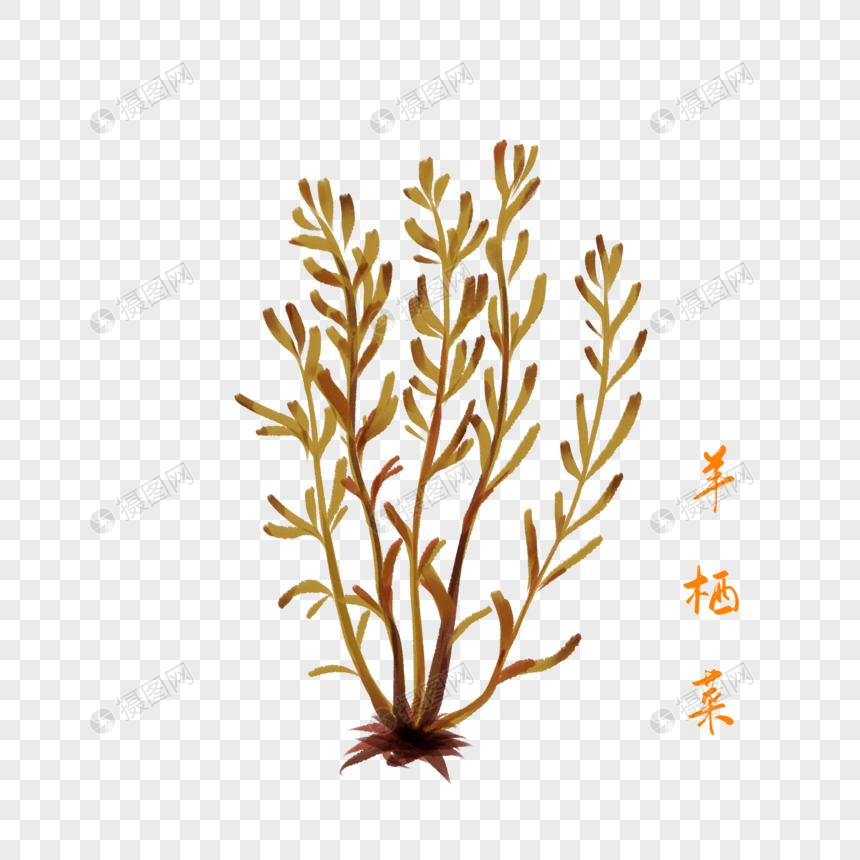 卡通药材羊栖菜插图图片