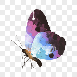 水彩动物蝴蝶可爱插画元素手绘图片