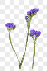 紫色勿忘我花卉勿忘草高清图片