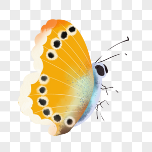 水彩动物蝴蝶花翅插画元素手绘图片