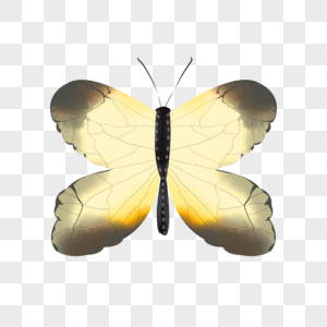 水彩动物蝴蝶双翅深黄色插画元素手绘图片