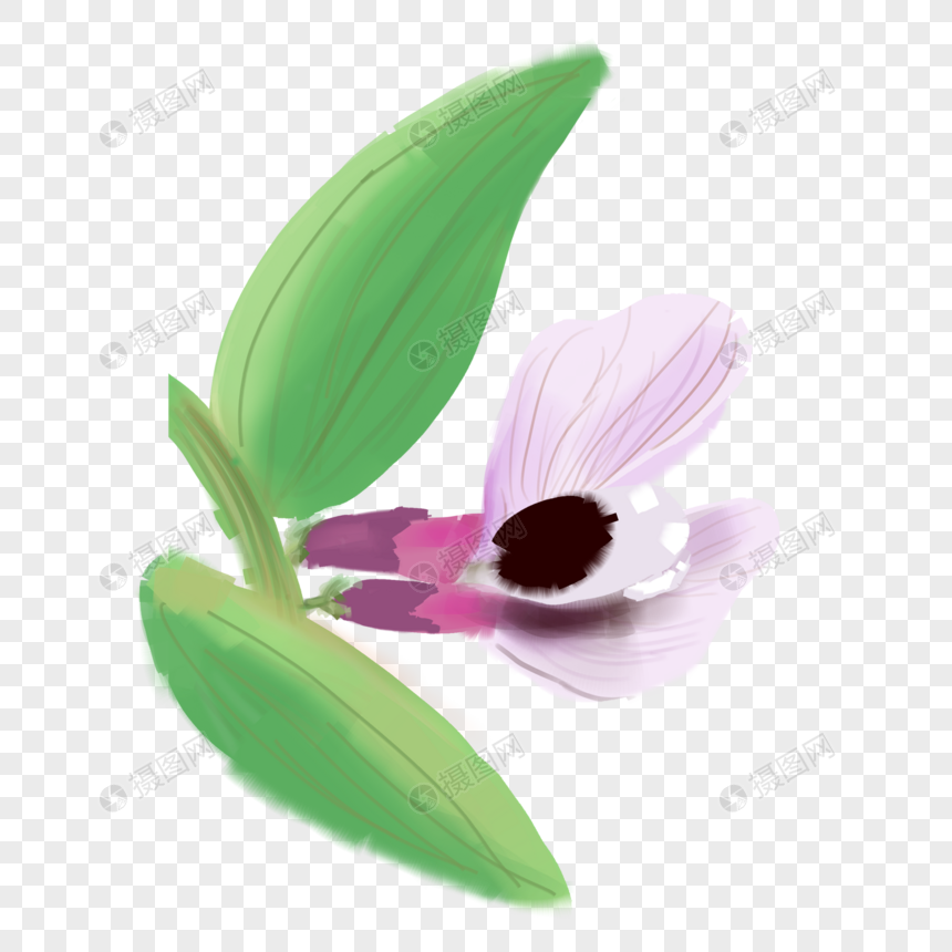 蚕豆花