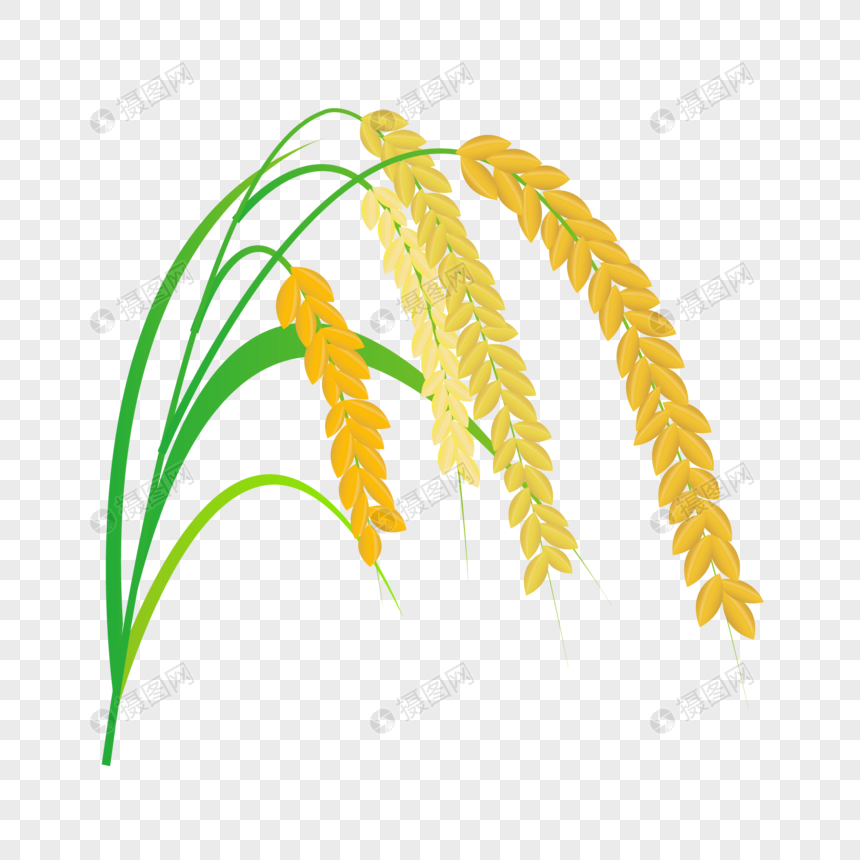 芒种水稻绿叶粮食成熟插画元素手绘
