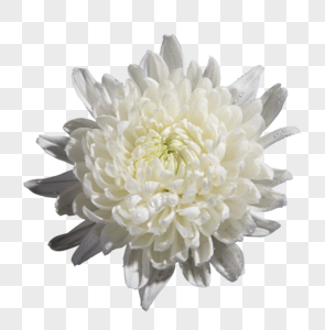 白色菊花一朵白菊高清图片