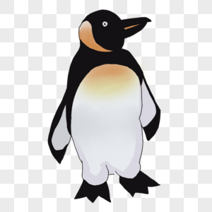 企鹅巴布亚企鹅高清图片