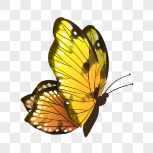 蝴蝶未知昆虫高清图片