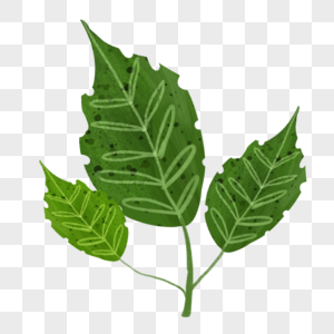 绿色叶片植物图片