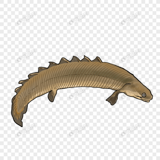塞内加尔多鳍鱼元素图片