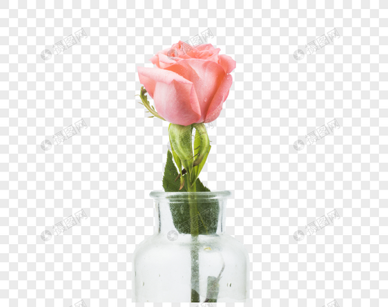 粉白玫瑰图片