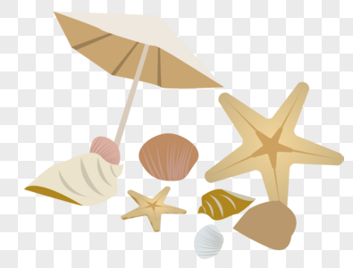 海星和贝壳图片