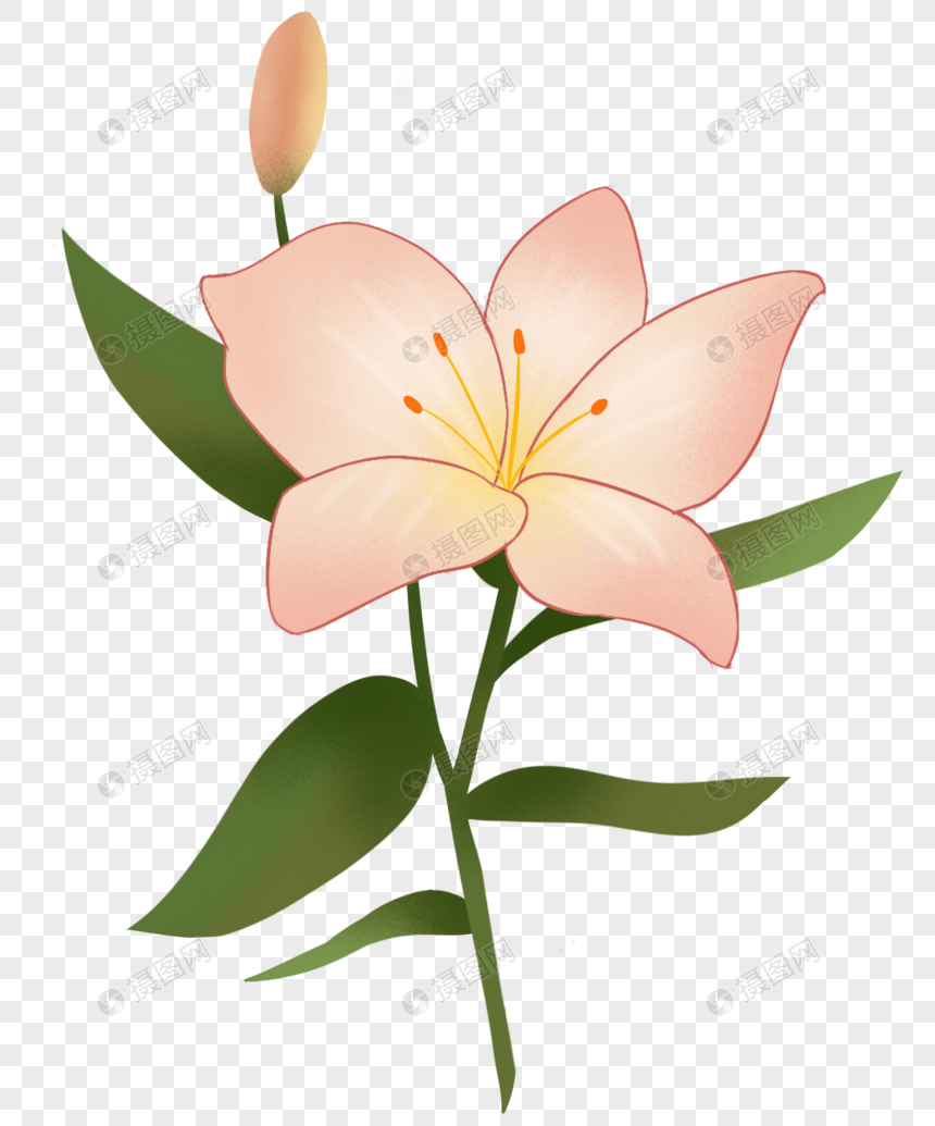百合花