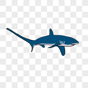 长尾鲨元素手绘长尾鲨高清图片