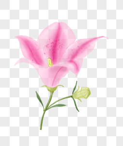 粉色百合花和花苞图片