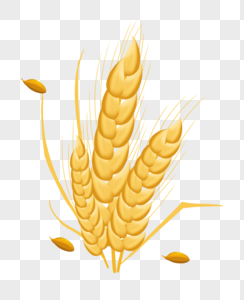 小麦成熟了成熟麦穗高清图片