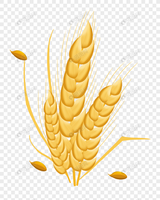 小麦成熟了图片