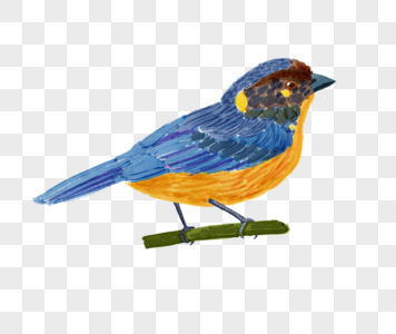 蓝额红尾鸲小鸟图片