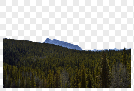 加拿大班夫国家公园森林图片