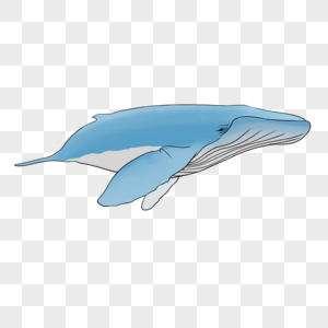 海洋动物鲸鱼图片