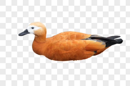 赤麻鸭鸟类雁形目高清图片