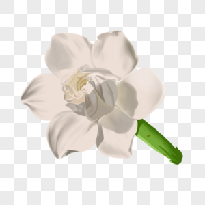 手绘白色栀子花卉元素图片