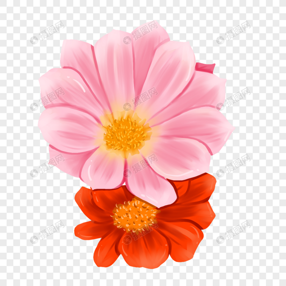 手绘粉色非洲菊花卉元素图片