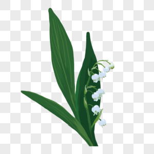 手绘白色铃兰花卉元素图片