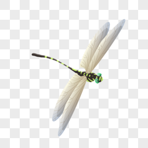 蜻蜓动物翅膀高清图片