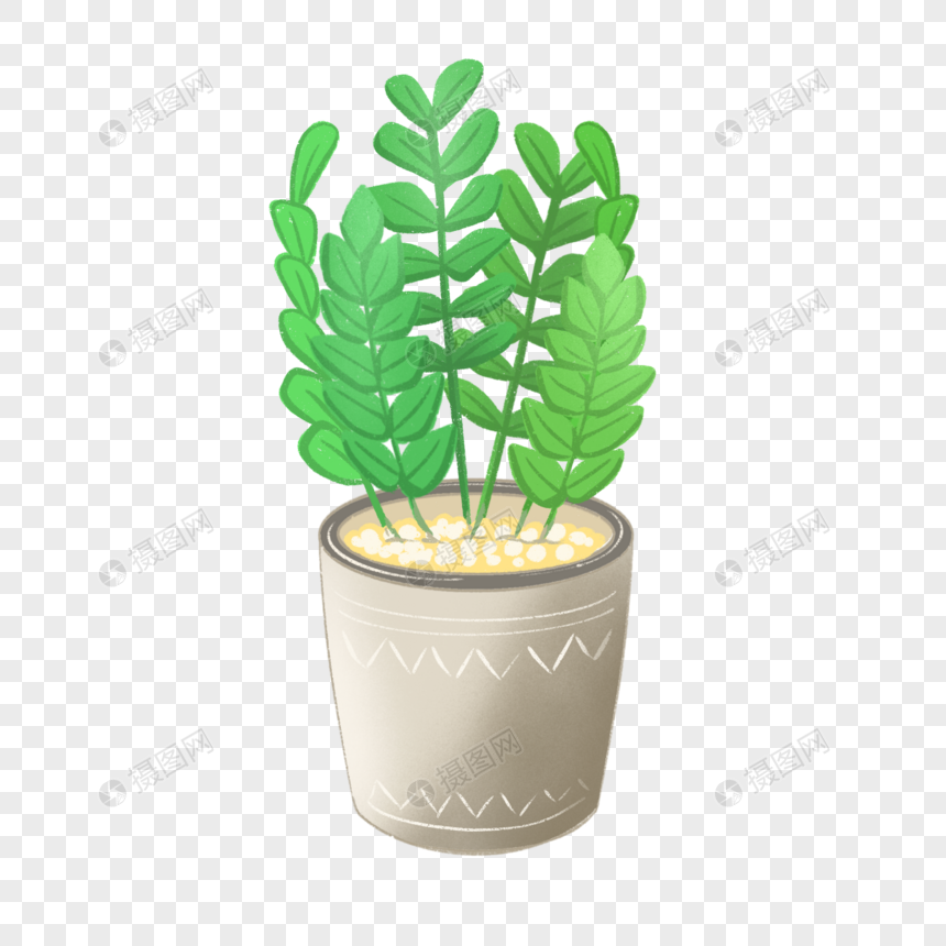 清新夏天植物金钱树盆栽