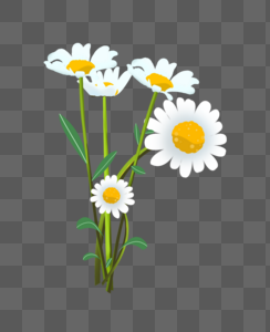 白色小雏菊白色花朵高清图片素材