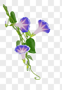 花卉蓝色手绘花高清图片