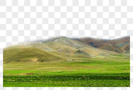 西藏阿里无人区草原上的羊群高清图片