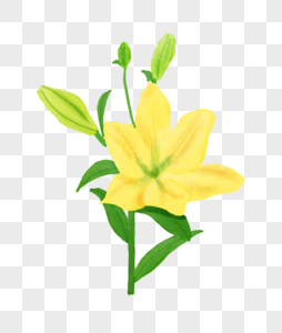 黄色百合花花苞图片