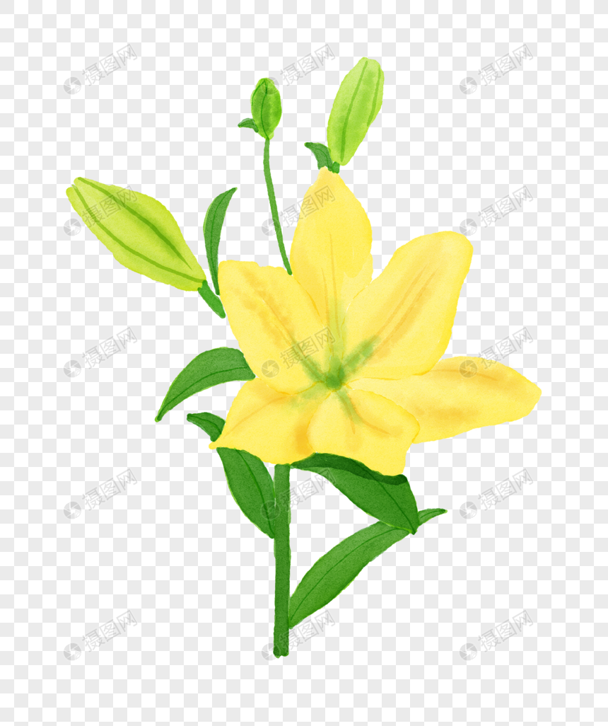 黄色百合花花苞图片
