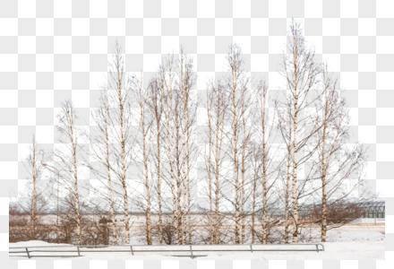 芬兰雪地白桦林图片