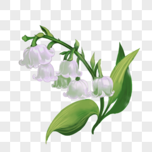 铃兰紫斑风铃草高清图片