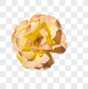 植物花朵黄色图片