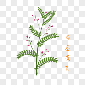 卡通草药扁茎黄芪插图图片