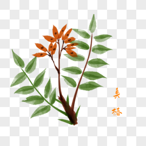 卡通植物臭椿插图图片