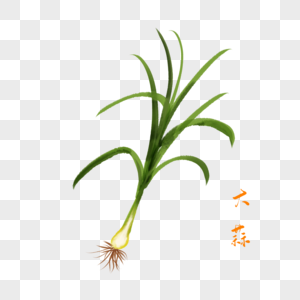 卡通植物大蒜插图图片