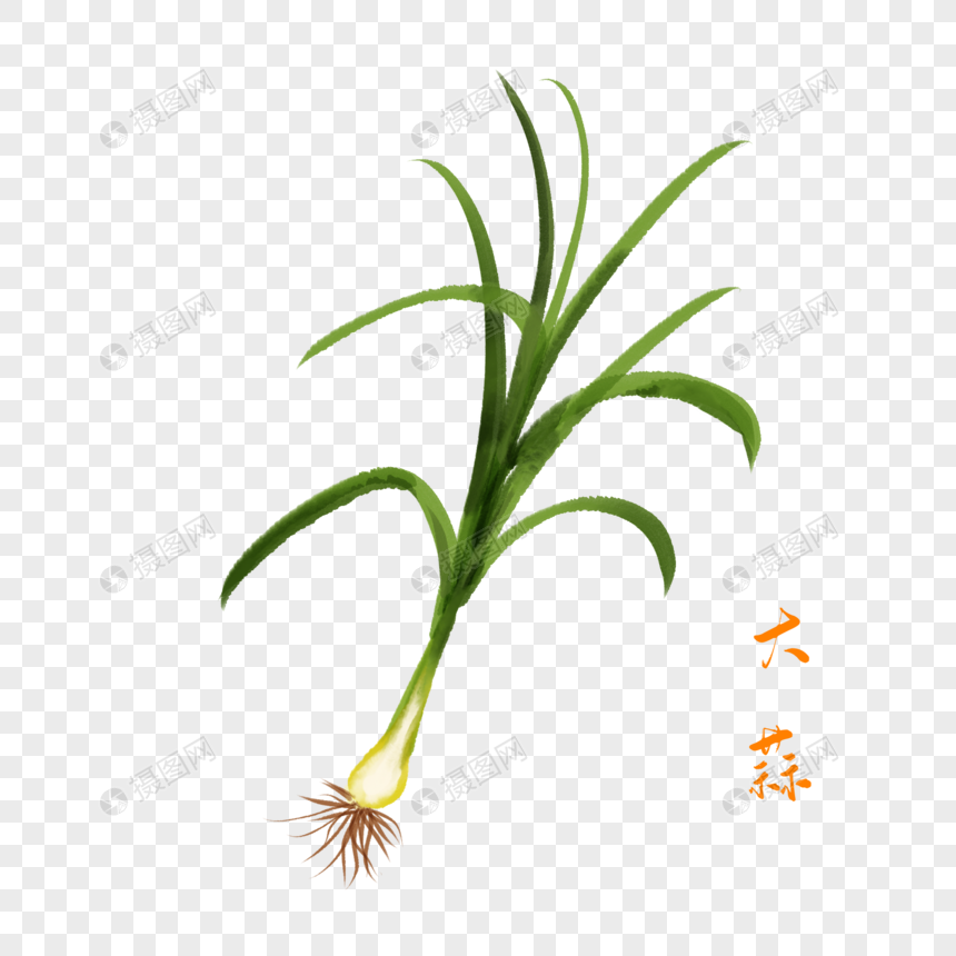 卡通植物大蒜插图